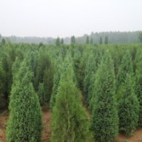 哪里卖北京桧柏质量好