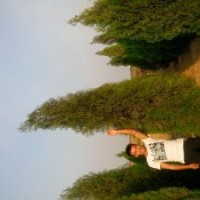 大量供应各种规格侧柏