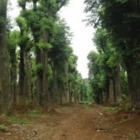 30公分全冠移栽桂花树(图)