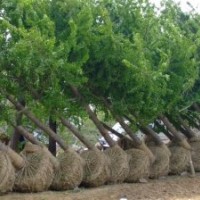 供应银杏树，山东银杏