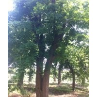 国槐，法桐，合欢，山东郓城大地苗圃