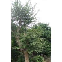 安庆龙山名树园出售大规格三角枫