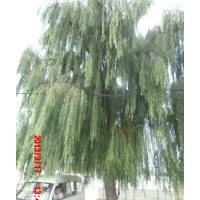 供应垂柳