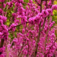 供应紫荆苗，丛生紫荆，红花紫荆，洋紫荆