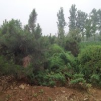 供应保定北京桧柏报价