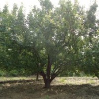 销售各种规格八棱海棠树