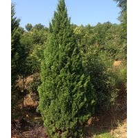 供应：法国冬青，龙柏，夹竹桃，红叶李，红枫，栾树，铁树，紫薇