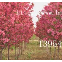 北美海棠，临沂北美海棠，北美海棠芽苗，木瓜苗，流苏苗