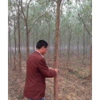 2=10公分竹柳、造林苗、扦插苗