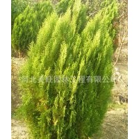 供应1米侧柏
