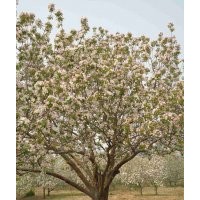 优质八棱海棠树