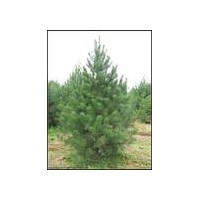 白皮松 油松苗 侧柏苗 华山松