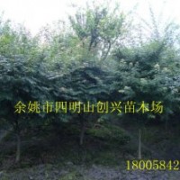 大量供应各种规格的鸡爪槭