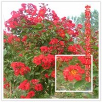 红火箭紫薇基地|红火箭紫薇小苗