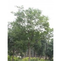 供应朴树 成都朴树价格