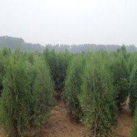 供应北京桧柏厂家直销