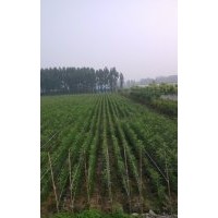 秋季白蜡预定开始了