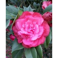 山茶花批发市场