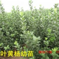 2013秋季大叶黄杨 冬青