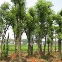 绿化工程香樟树和香樟树价格和香樟
