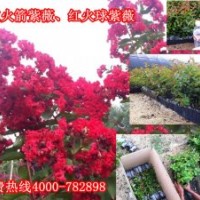 不是所有红花紫薇都叫红火箭紫薇