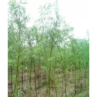 供应优质竹柳