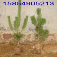 供应山东黒松苗 60公分黒松苗