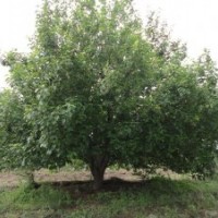 大华海棠苗木出售32公分八棱海棠树