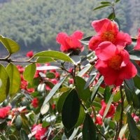 供应：湖南本地茶花，茶花小苗，茶花球，七星球茶花