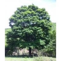 出售长白山绿化树云杉,五角枫,蒙古栎