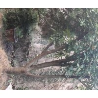 安庆龙山名树园出售石楠