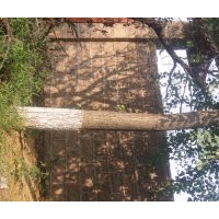 安庆龙山名树园出售大规格银杏