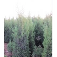 供应竹柳、蜀侩、紫薇、樱花、白蜡