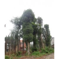 香樟树香泡树栾树桂花树价格优惠