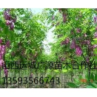 香花槐出售、2-3公分香花槐、价格优惠