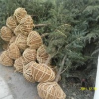 雪松 广玉兰 红叶石楠 白玉兰 马褂木