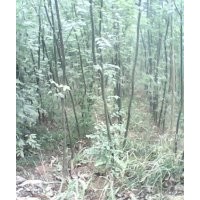 供：国槐小苗，原生国槐，带帽国槐，白皮松，刺槐