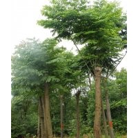 乐昌含笑，栾树，铁树，棕榈，香泡，杨梅，雪松，红豆杉