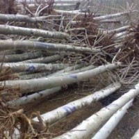 低价处理当年107杨树苗