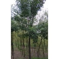 白蜡8-9cm 苗圃直销