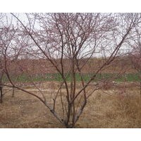 供山桃苗 山桃苗价格