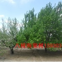 八棱海棠树，秋冬季供应，价低质优