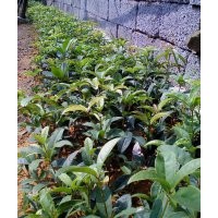 供应正品状元红扦插苗