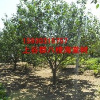 北京八棱海棠树价格