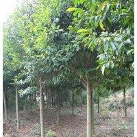 乐昌含笑价格，黄山栾树价格，香泡价格