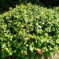 红花继木球，红叶石楠球，杜鹃球，茶花球，茶梅球，金森女贞球