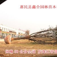 山东国槐大树种植基地、惠民供应优质国槐大树