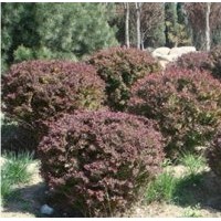 青州临朐红叶小檗种植基地