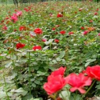 大量供应：绿篱苗，彩篱苗，花篱苗，欢迎选购