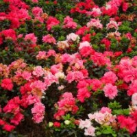 夏鹃价格，西洋杜鹃价格，比利时杜鹃价格